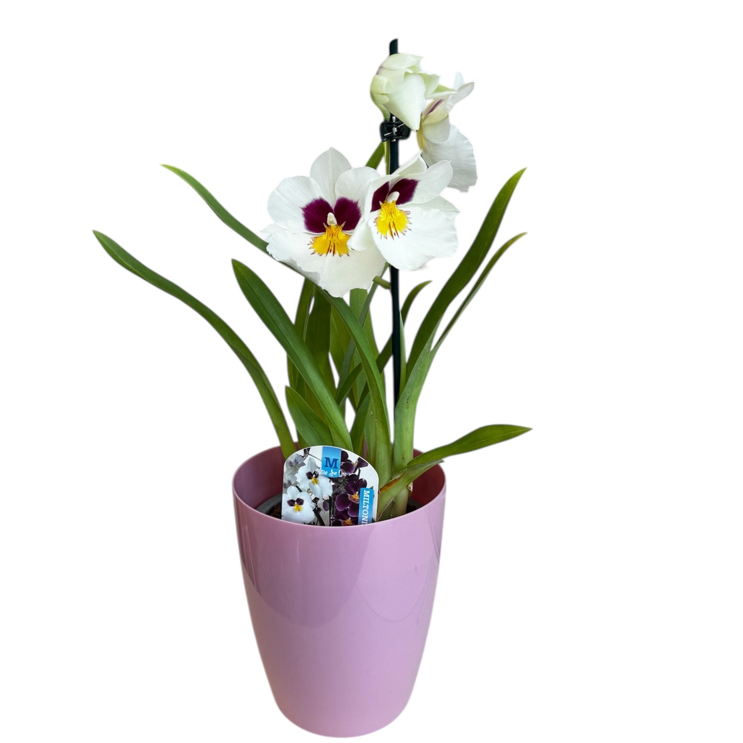6️⃣7️⃣. Miltonopsis  Pansy Orchid Mix – 35cm Tall | 12cm Nursery Pot | Fragrant Live Indoor Flowering Plant