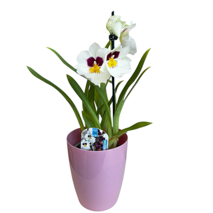 6️⃣7️⃣. Miltonopsis  Pansy Orchid Mix – 35cm Tall | 12cm Nursery Pot | Fragrant Live Indoor Flowering Plant