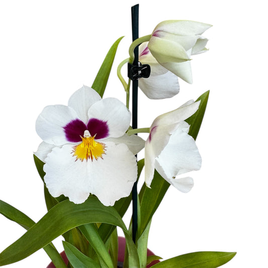 6️⃣7️⃣. Miltonopsis  Pansy Orchid Mix – 35cm Tall | 12cm Nursery Pot | Fragrant Live Indoor Flowering Plant