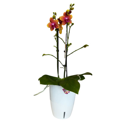 2️⃣8️⃣. Bolgheri Phalaenopsis Orchid – Fragrant Variety | 45cm Tall | 12cm Nursery Pot