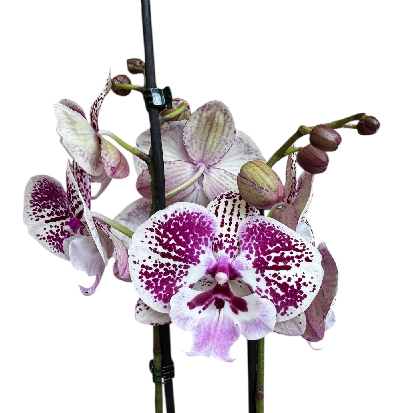9️⃣6️⃣. Emily Phalaenopsis Orchid – Big Lip Variety | 60cm Tall | 12cm Nursery Pot