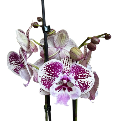 9️⃣6️⃣. Emily Phalaenopsis Orchid – Big Lip Variety | 60cm Tall | 12cm Nursery Pot
