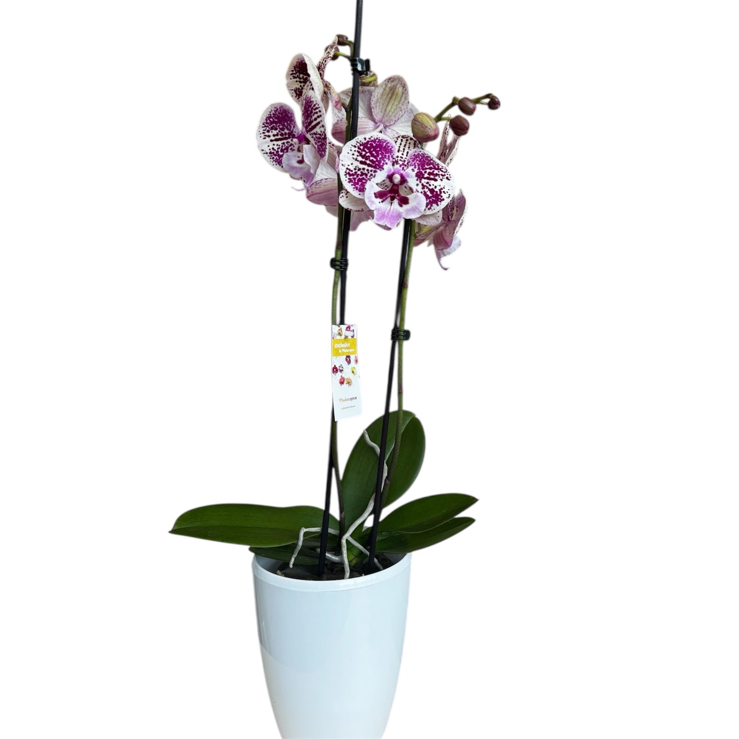 9️⃣6️⃣. Emily Phalaenopsis Orchid – Big Lip Variety | 60cm Tall | 12cm Nursery Pot