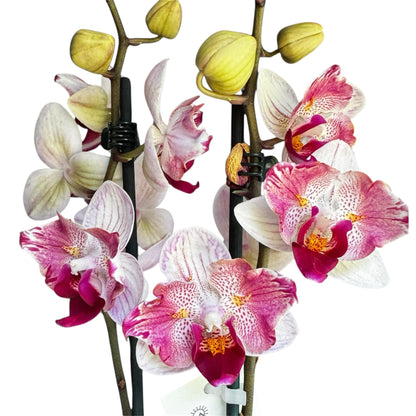 1️⃣5️⃣. Little Gem Stripes Phalaenopsis Orchid 1 Spike– Peloric Butterfly Rare Variety | 55cm Tall | 12cm Nursery Pot | Live Flowering Indoor Plant