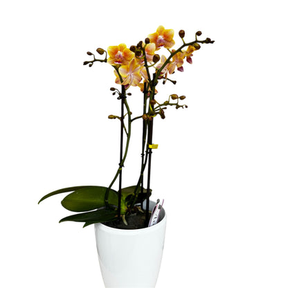 2️⃣9️⃣. Scented MEDIUM Phalaenopsis Orchid Collection – Mixed Colours (12 cm Pot, 50 cm Tall)