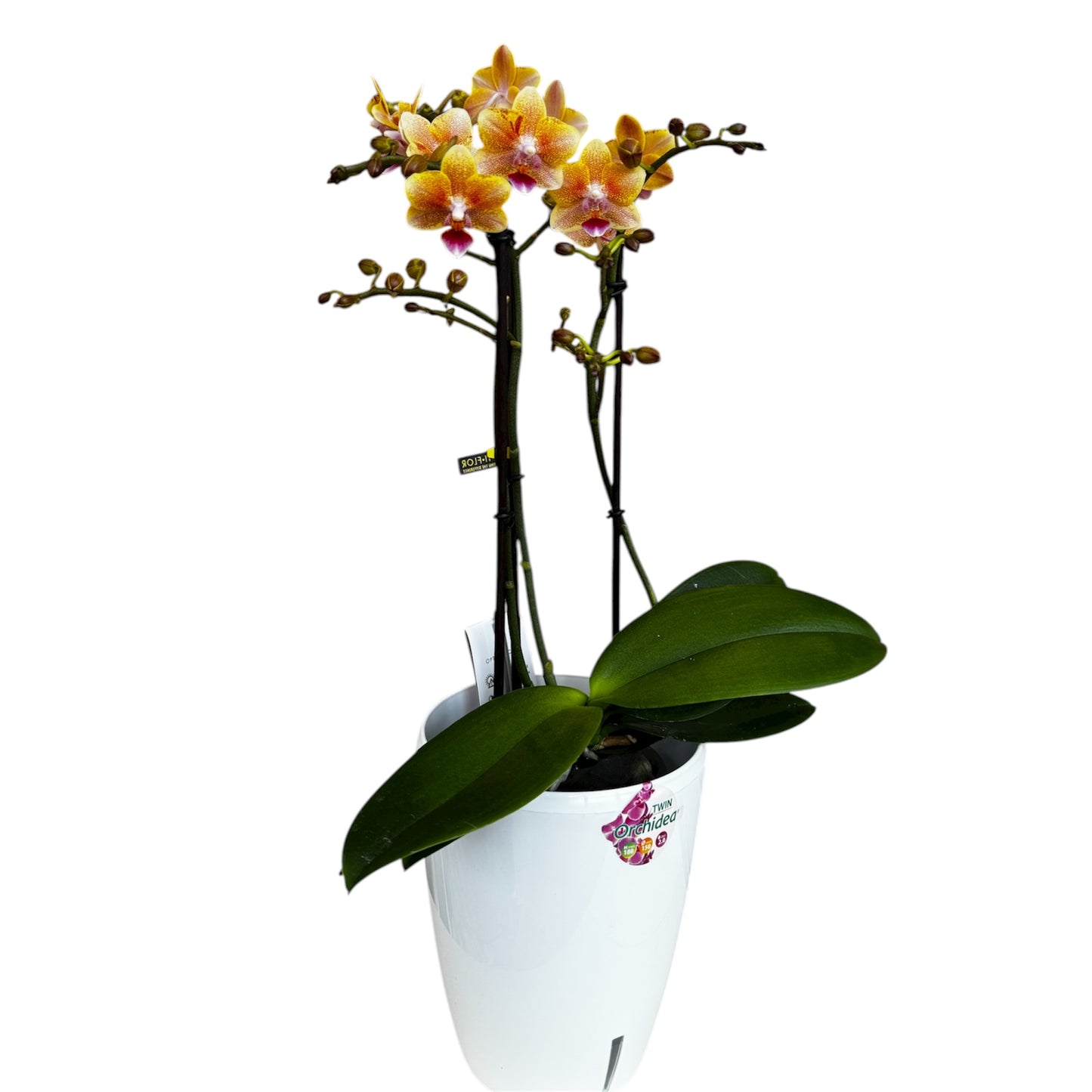 2️⃣9️⃣. Scented MEDIUM Phalaenopsis Orchid Collection – Mixed Colours (12 cm Pot, 50 cm Tall)