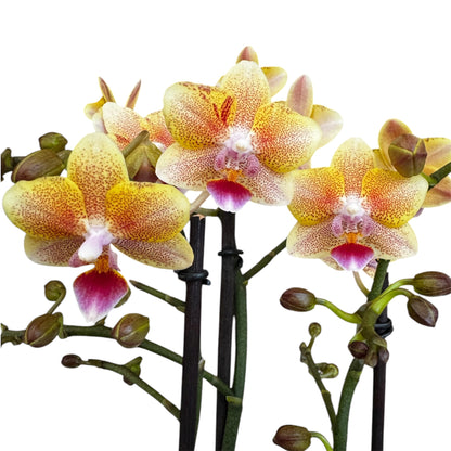 2️⃣9️⃣. Scented MEDIUM Phalaenopsis Orchid Collection – Mixed Colours (12 cm Pot, 50 cm Tall)