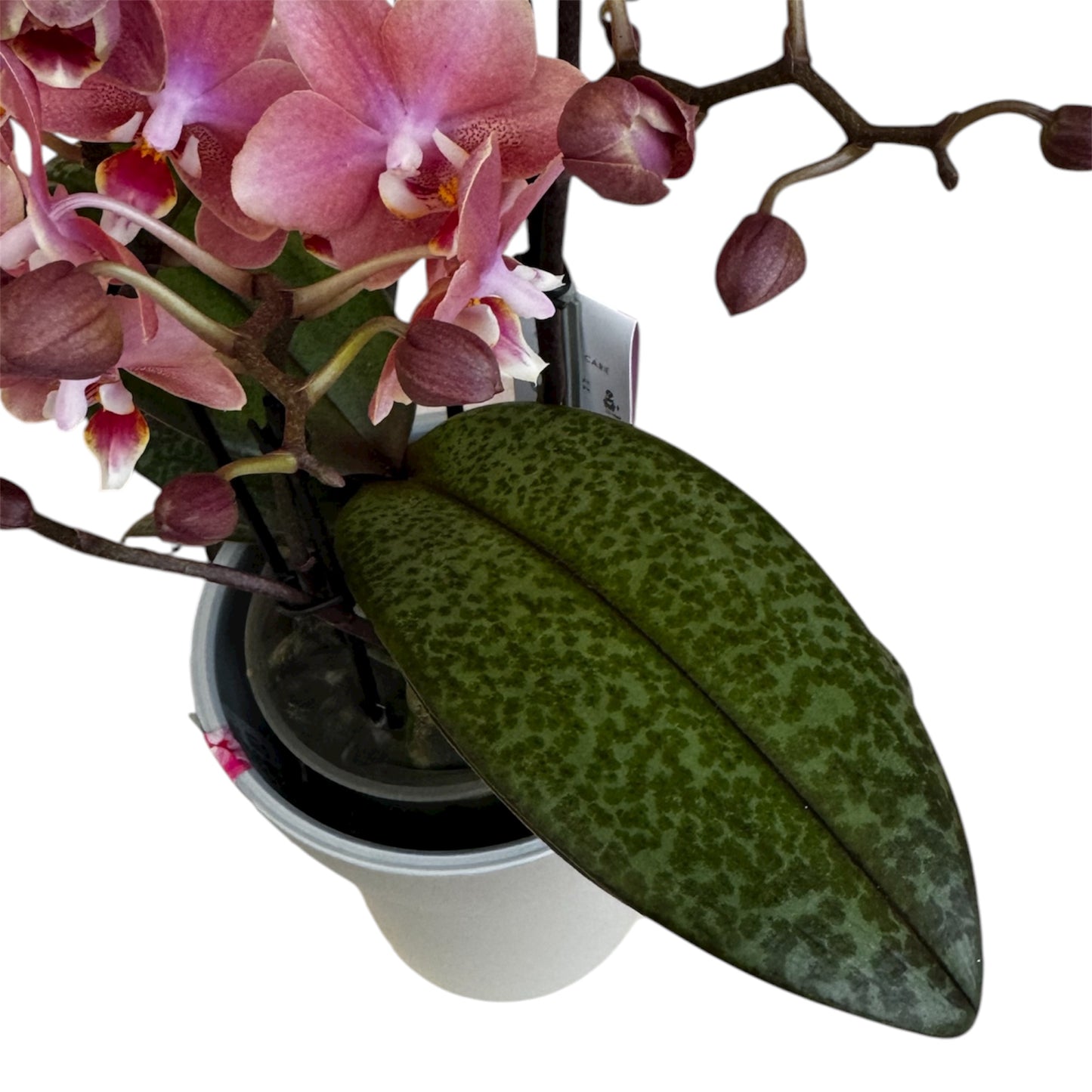 2️⃣9️⃣. Scented MEDIUM Phalaenopsis Orchid Collection – Mixed Colours (12 cm Pot, 50 cm Tall)
