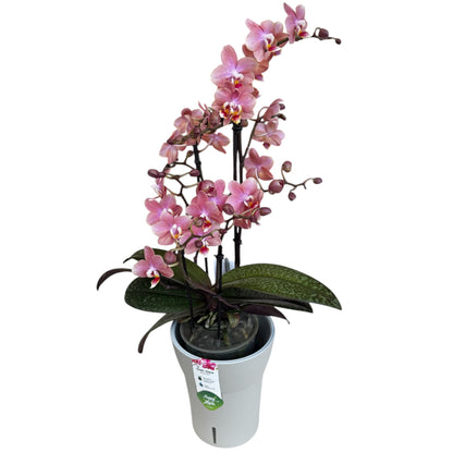 2️⃣9️⃣. Scented MEDIUM Phalaenopsis Orchid Collection – Mixed Colours (12 cm Pot, 50 cm Tall)