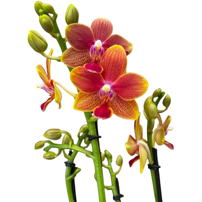 2️⃣9️⃣. Scented MEDIUM Phalaenopsis Orchid Collection – Mixed Colours (12 cm Pot, 50 cm Tall)