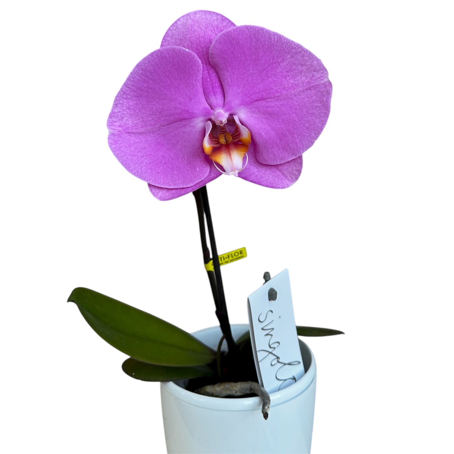 2️⃣7️⃣. Premium Singolo Orchid – XXL Bloom, Single Oversized Flower  9cm Nursery Pot (Decorative Pot Not Included)
