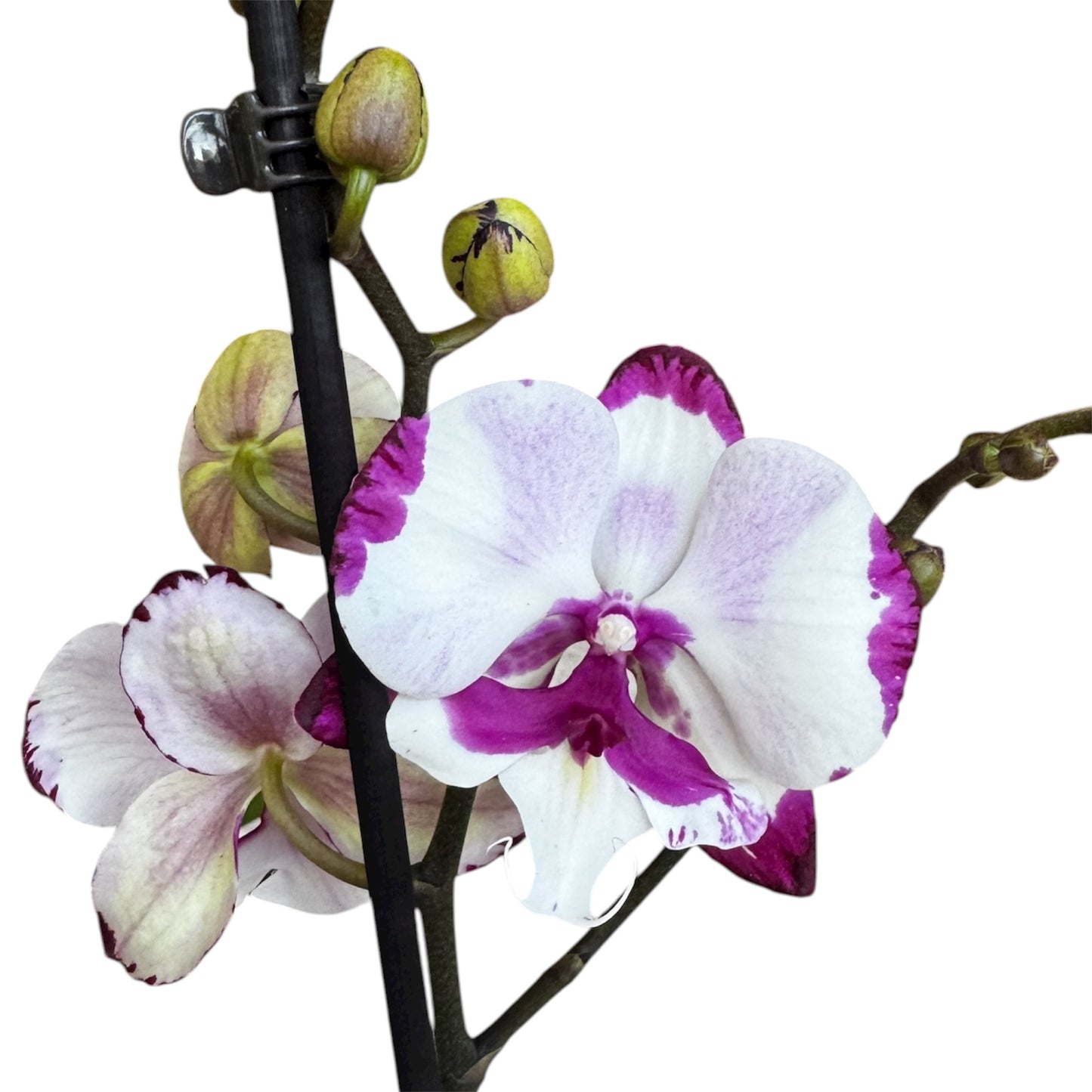 5️⃣4️⃣. Small Phalaenopsis Orchid Mix – Famous Varieties | 9cm Nursery Pot | Single Spike Live Flowering Orchid (Pet Friendly)