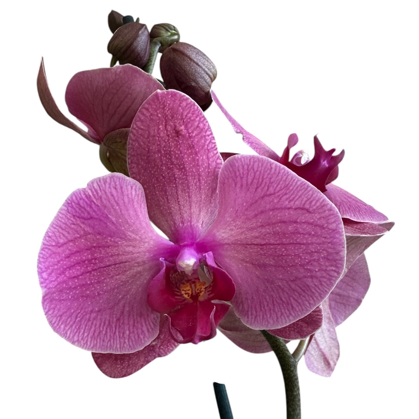 5️⃣4️⃣. Small Phalaenopsis Orchid Mix – Famous Varieties | 9cm Nursery Pot | Single Spike Live Flowering Orchid (Pet Friendly)