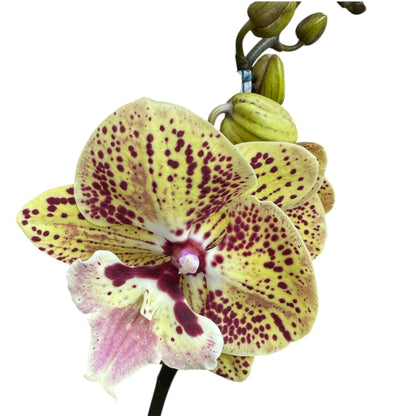 5️⃣4️⃣. Small Phalaenopsis Orchid Mix – Famous Varieties | 9cm Nursery Pot | Single Spike Live Flowering Orchid (Pet Friendly)
