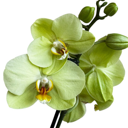 5️⃣4️⃣. Small Phalaenopsis Orchid Mix – Famous Varieties | 9cm Nursery Pot | Single Spike Live Flowering Orchid (Pet Friendly)