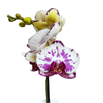 5️⃣4️⃣. Small Phalaenopsis Orchid Mix – Famous Varieties | 9cm Nursery Pot | Single Spike Live Flowering Orchid (Pet Friendly)