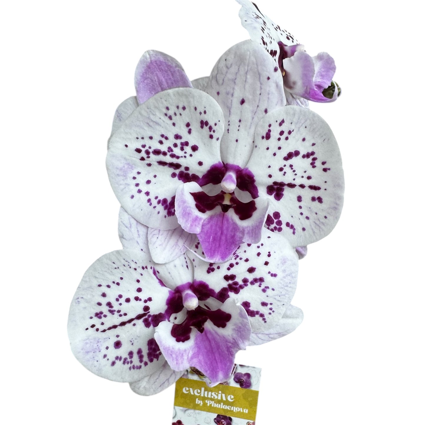 5️⃣4️⃣. Small Phalaenopsis Orchid Mix – Famous Varieties | 9cm Nursery Pot | Single Spike Live Flowering Orchid (Pet Friendly)