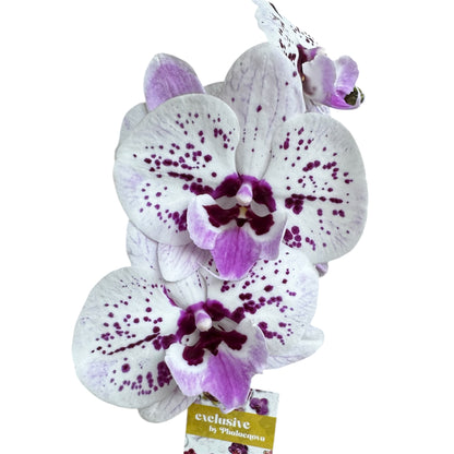 5️⃣4️⃣. Small Phalaenopsis Orchid Mix – Famous Varieties | 9cm Nursery Pot | Single Spike Live Flowering Orchid (Pet Friendly)