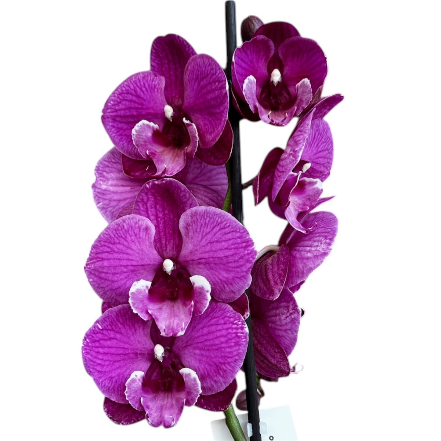 5️⃣4️⃣. Small Phalaenopsis Orchid Mix – Famous Varieties | 9cm Nursery Pot | Single Spike Live Flowering Orchid (Pet Friendly)