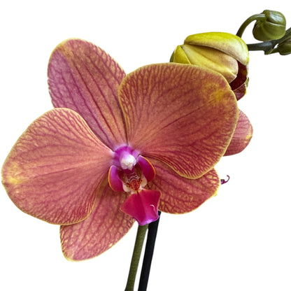 5️⃣4️⃣. Small Phalaenopsis Orchid Mix – Famous Varieties | 9cm Nursery Pot | Single Spike Live Flowering Orchid (Pet Friendly)