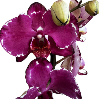 5️⃣4️⃣. Small Phalaenopsis Orchid Mix – Famous Varieties | 9cm Nursery Pot | Single Spike Live Flowering Orchid (Pet Friendly)