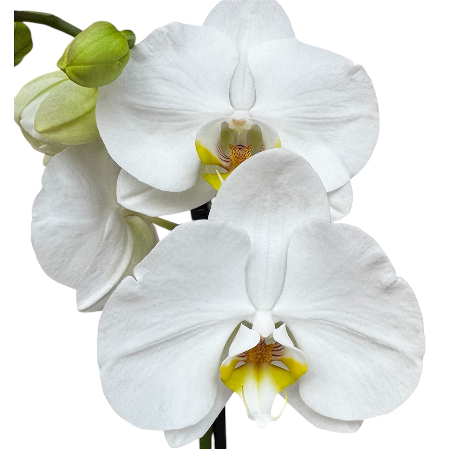 5️⃣4️⃣. Small Phalaenopsis Orchid Mix – Famous Varieties | 9cm Nursery Pot | Single Spike Live Flowering Orchid (Pet Friendly)