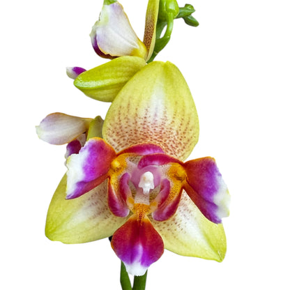 5️⃣4️⃣. Small Phalaenopsis Orchid Mix – Famous Varieties | 9cm Nursery Pot | Single Spike Live Flowering Orchid (Pet Friendly)