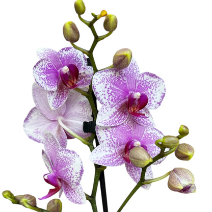 5️⃣4️⃣. Small Phalaenopsis Orchid Mix – Famous Varieties | 9cm Nursery Pot | Single Spike Live Flowering Orchid (Pet Friendly)