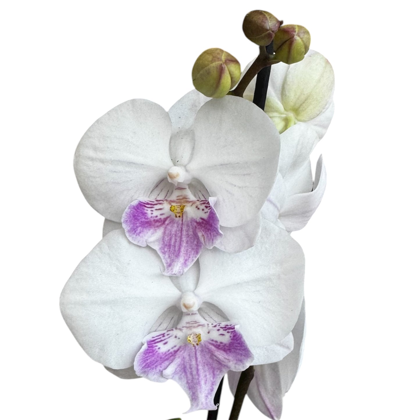 5️⃣4️⃣. Small Phalaenopsis Orchid Mix – Famous Varieties | 9cm Nursery Pot | Single Spike Live Flowering Orchid (Pet Friendly)