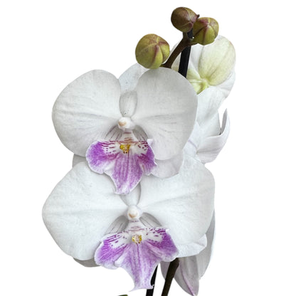 5️⃣4️⃣. Small Phalaenopsis Orchid Mix – Famous Varieties | 9cm Nursery Pot | Single Spike Live Flowering Orchid (Pet Friendly)