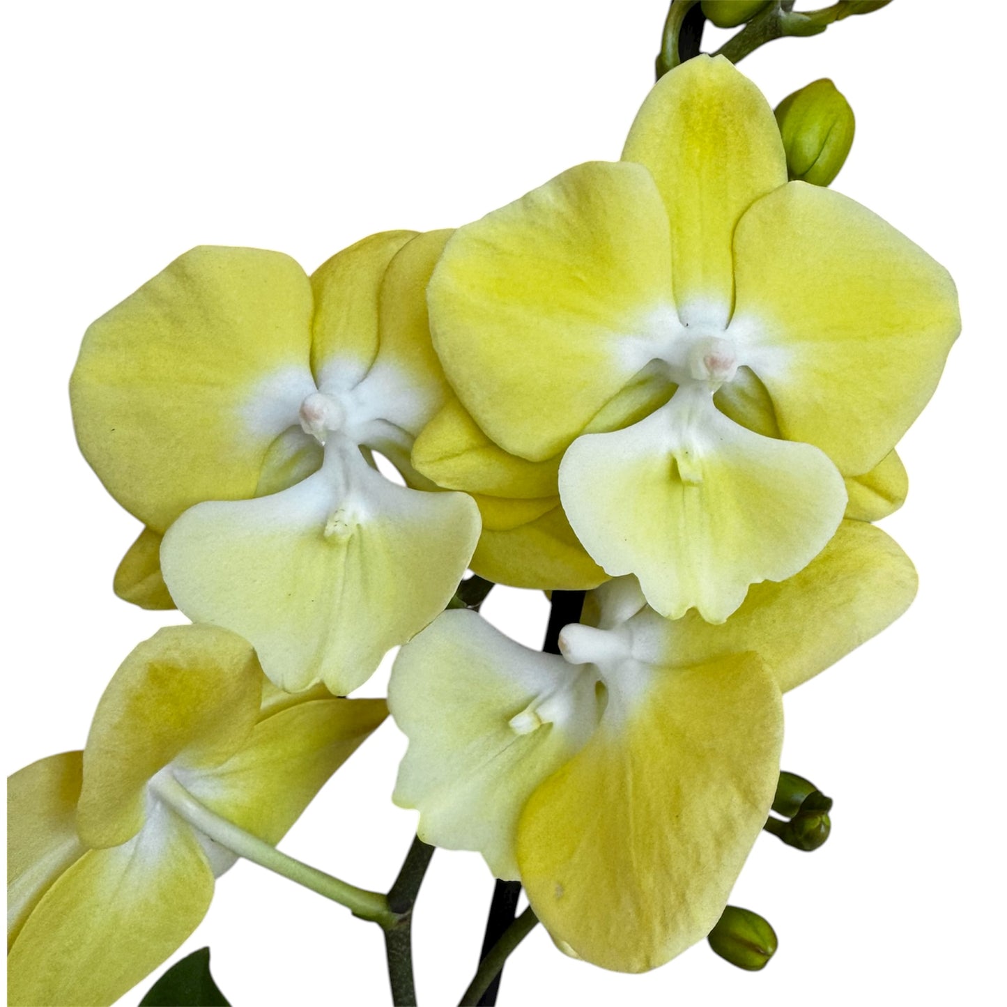 5️⃣4️⃣. Small Phalaenopsis Orchid Mix – Famous Varieties | 9cm Nursery Pot | Single Spike Live Flowering Orchid (Pet Friendly)