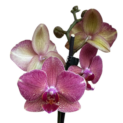 5️⃣4️⃣. Small Phalaenopsis Orchid Mix – Famous Varieties | 9cm Nursery Pot | Single Spike Live Flowering Orchid (Pet Friendly)