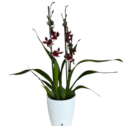 9️⃣2️⃣. Burrageara Barrocco Red Orchid – Exotic Deep Red Blooms (12 cm Nursery Pot, 50 cm Tall)