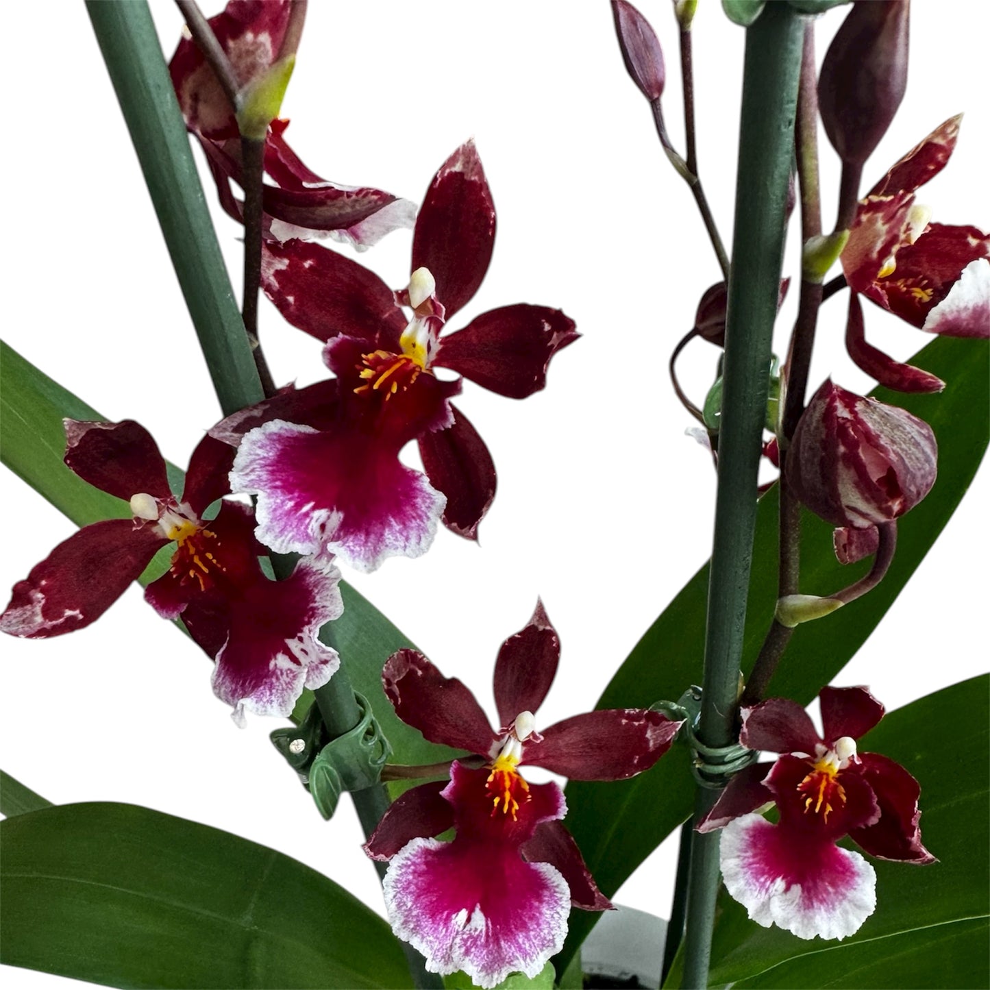 9️⃣2️⃣. Burrageara Barrocco Red Orchid – Exotic Deep Red Blooms (12 cm Nursery Pot, 50 cm Tall)