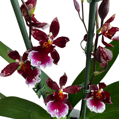9️⃣2️⃣. Burrageara Barrocco Red Orchid – Exotic Deep Red Blooms (12 cm Nursery Pot, 50 cm Tall)