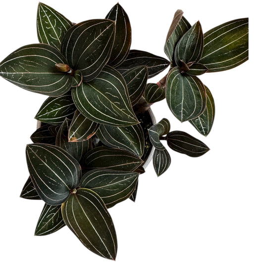 9️⃣3️⃣.Ludisia Discolour – Jewel Orchid (12 cm Nursery Pot, 30 cm Tall)