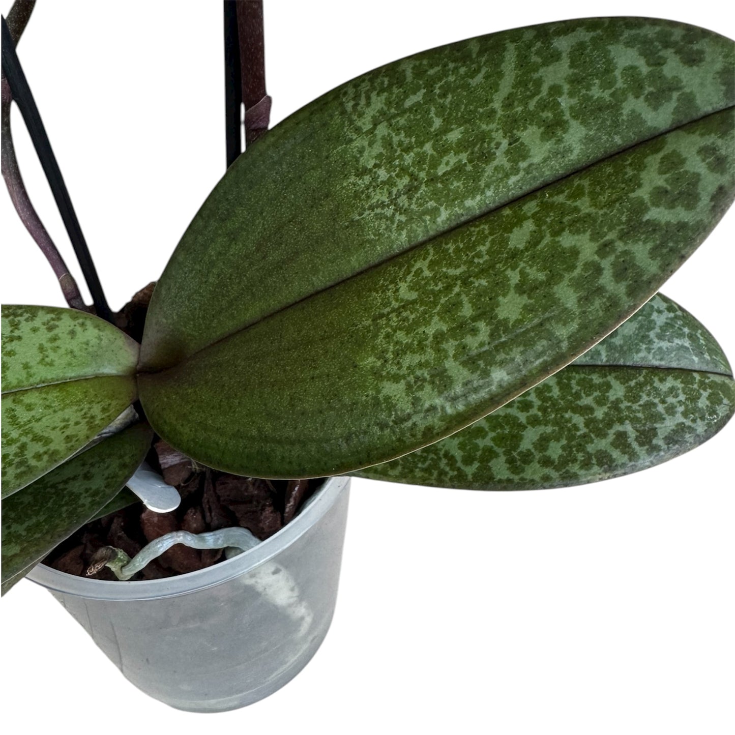 2️⃣6️⃣. SCENTED SMALL multiflora orchid-TIGER leaves