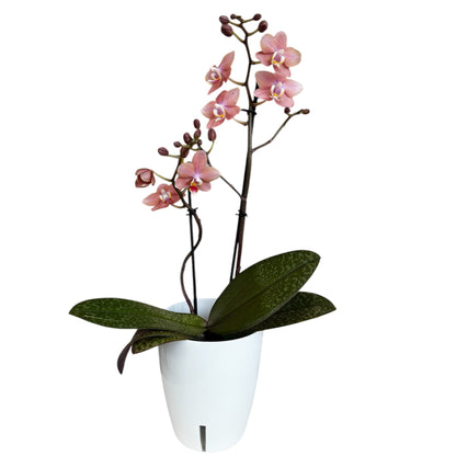 2️⃣6️⃣. SCENTED SMALL multiflora orchid-TIGER leaves