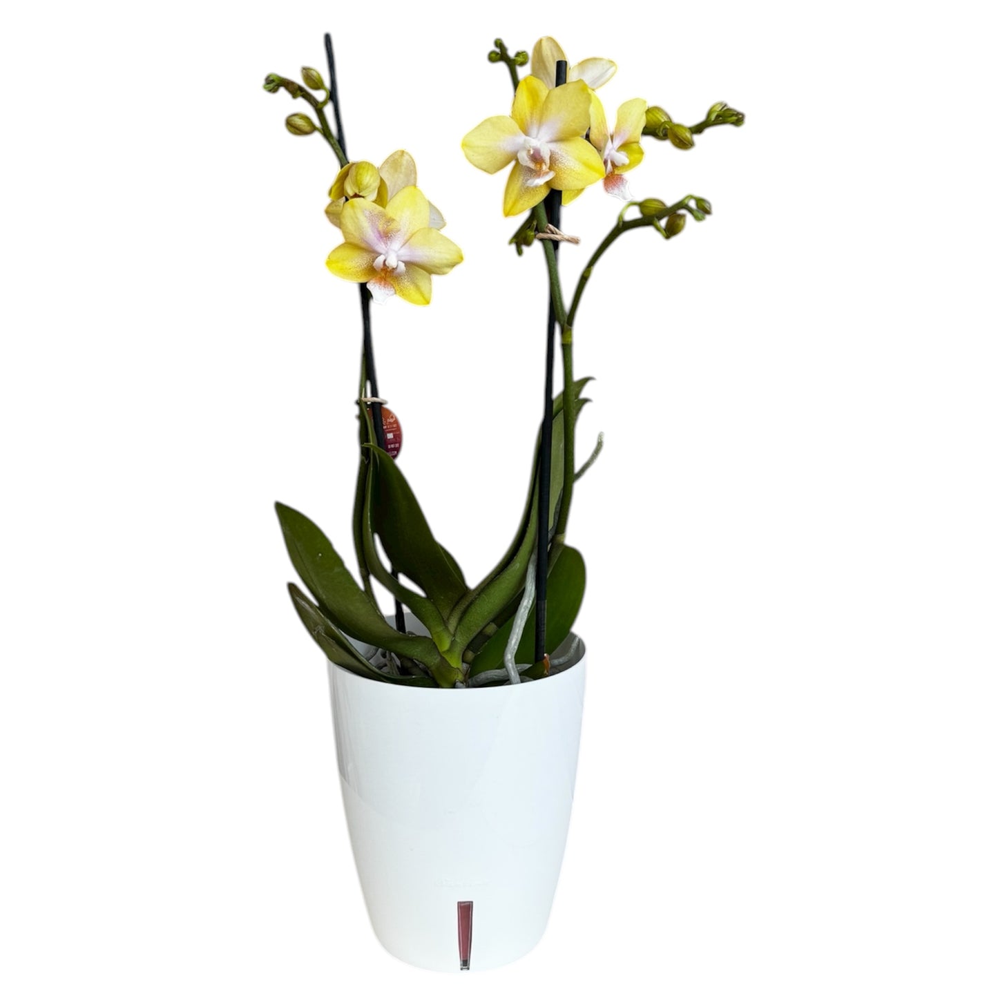 3️⃣7️⃣. Bolgheri Lemon Phalaenopsis Orchid – Rare Pastel Yellow Beauty (12 cm Nursery Pot, 50 cm Tall)