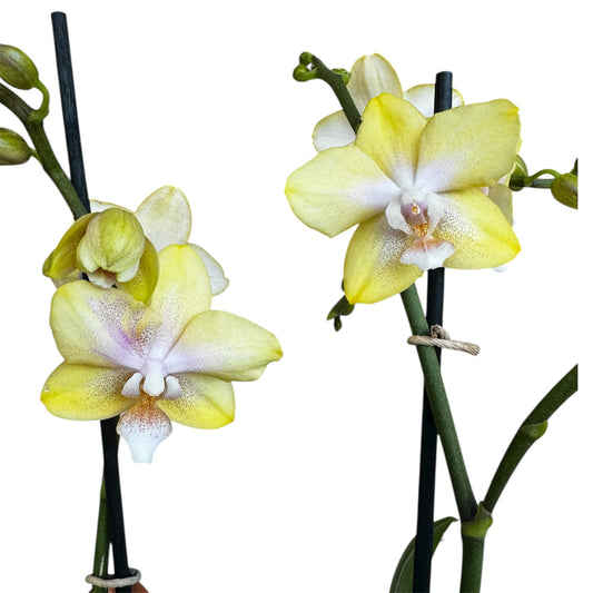 3️⃣7️⃣. Bolgheri Lemon Phalaenopsis Orchid – Rare Pastel Yellow Beauty (12 cm Nursery Pot, 50 cm Tall)