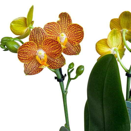 4️⃣3️⃣. Indian Summer Phalaenopsis Orchid – Warm Amber Blooms (12 cm Nursery Pot, 40 cm Tall)