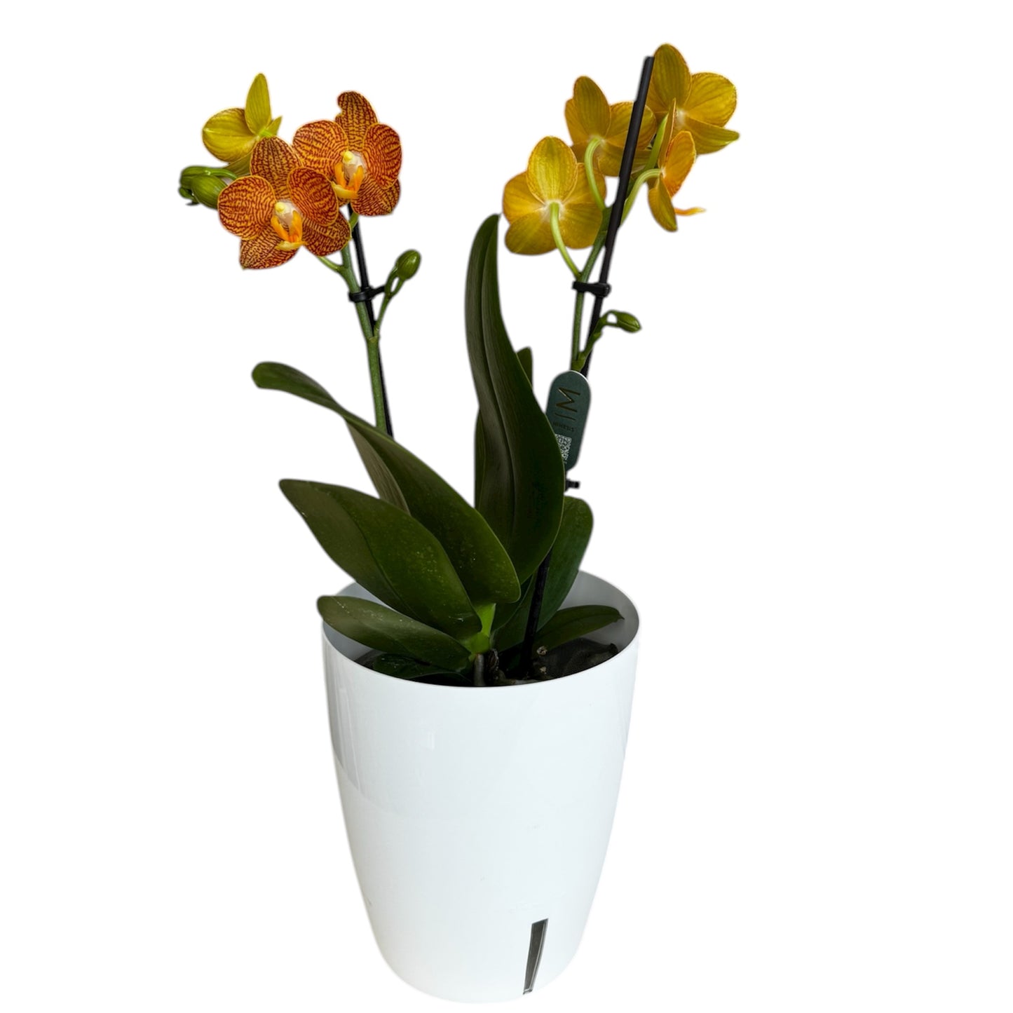 4️⃣3️⃣. Indian Summer Phalaenopsis Orchid – Warm Amber Blooms (12 cm Nursery Pot, 40 cm Tall)