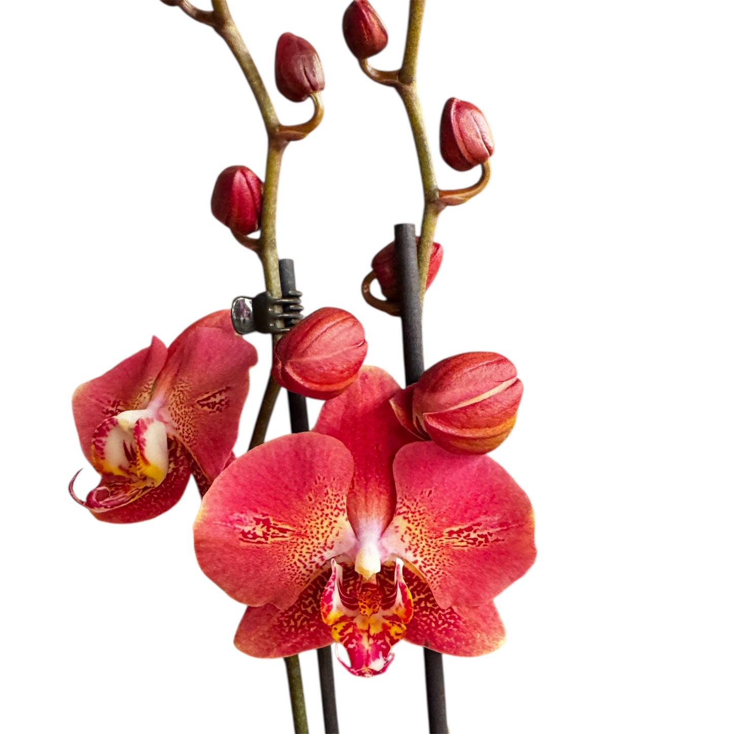9️⃣1️⃣. Dragon Heart Phalaenopsis Orchid – Rare Deep Red Variety (12 cm Nursery Pot, 60 cm Tall)