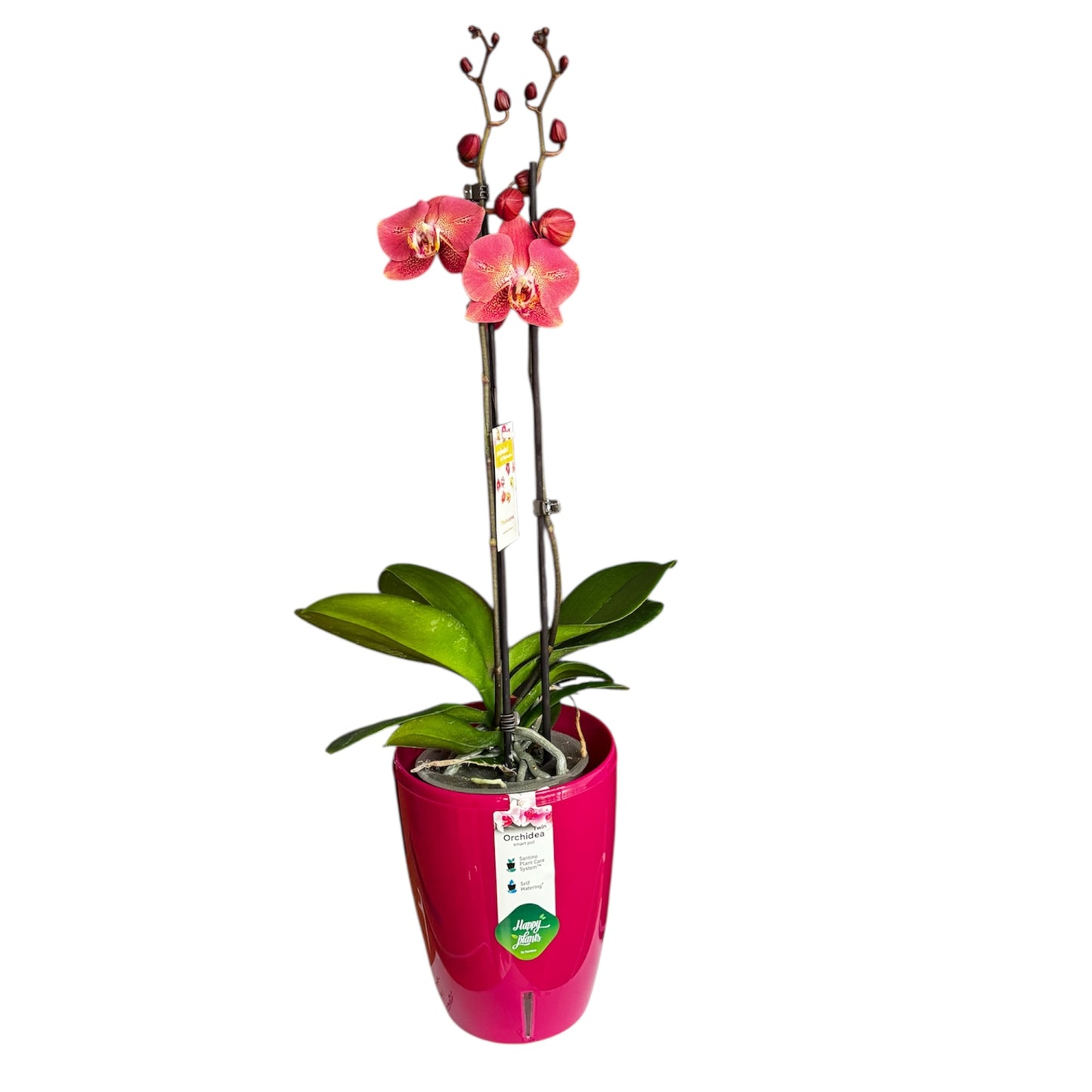 9️⃣1️⃣. Dragon Heart Phalaenopsis Orchid – Rare Deep Red Variety (12 cm Nursery Pot, 60 cm Tall)