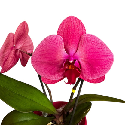 2️⃣7️⃣. Premium Singolo Orchid – XXL Bloom, Single Oversized Flower  9cm Nursery Pot (Decorative Pot Not Included)