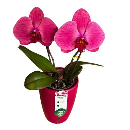 2️⃣7️⃣. Premium Singolo Orchid – XXL Bloom, Single Oversized Flower  9cm Nursery Pot (Decorative Pot Not Included)