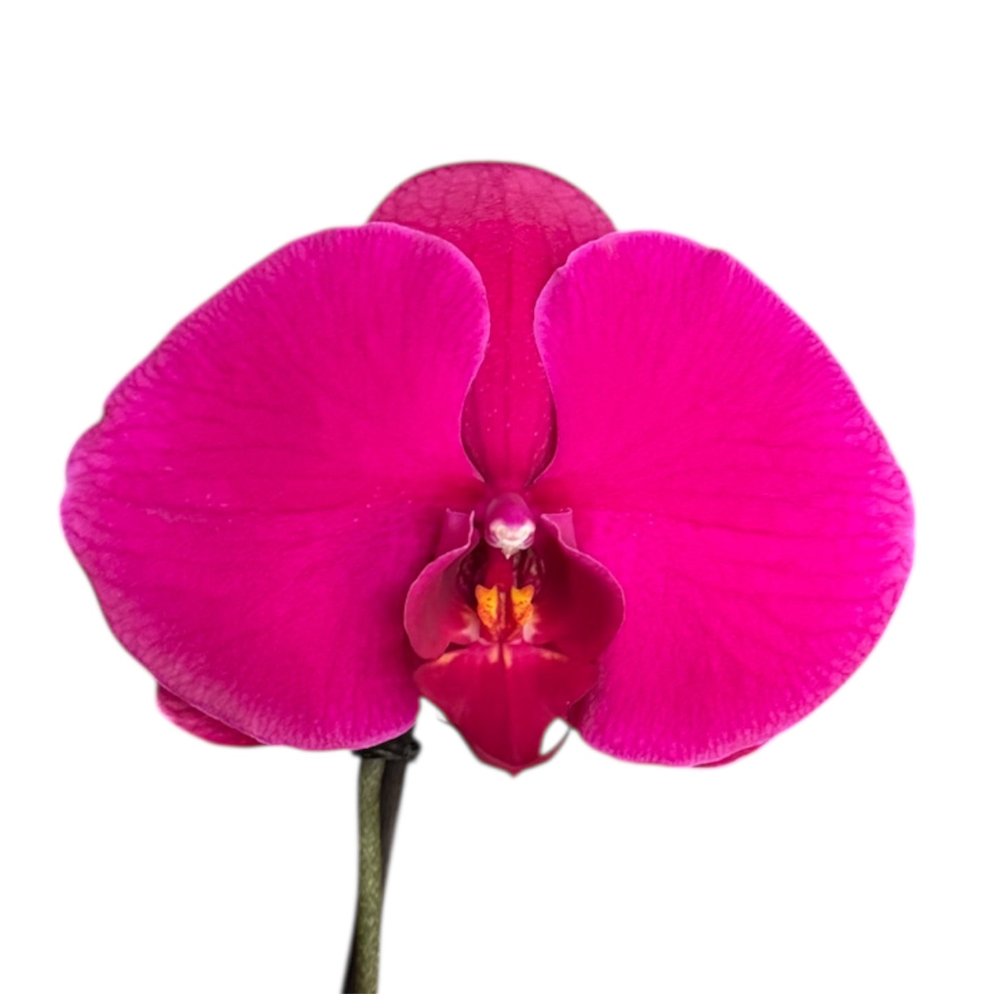 2️⃣7️⃣. Premium Singolo Orchid – XXL Bloom, Single Oversized Flower  9cm Nursery Pot (Decorative Pot Not Included)