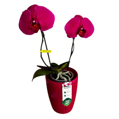 2️⃣7️⃣. Premium Singolo Orchid – XXL Bloom, Single Oversized Flower  9cm Nursery Pot (Decorative Pot Not Included)