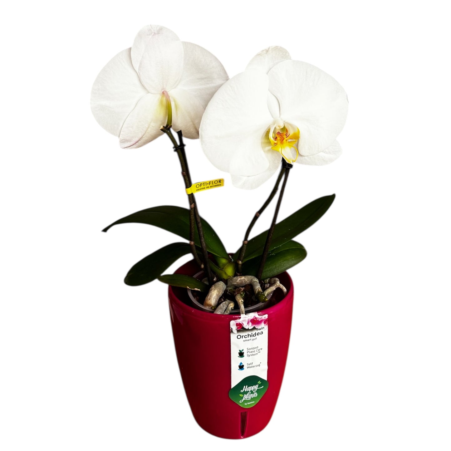 2️⃣7️⃣. Premium Singolo Orchid – XXL Bloom, Single Oversized Flower  9cm Nursery Pot (Decorative Pot Not Included)