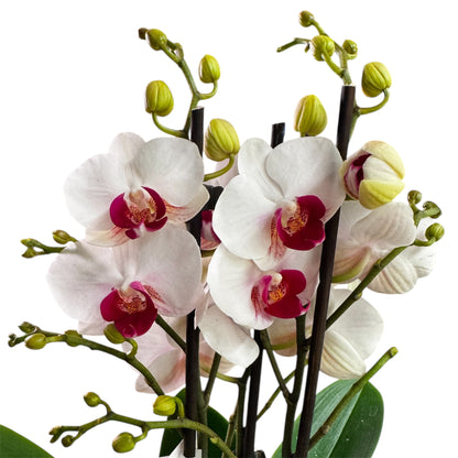 8️⃣0️⃣. Premium Phalaenopsis Orchid Collection – Mixed Colours, 2-Spike Selection (12 cm Pot, 40–60 cm Tall)